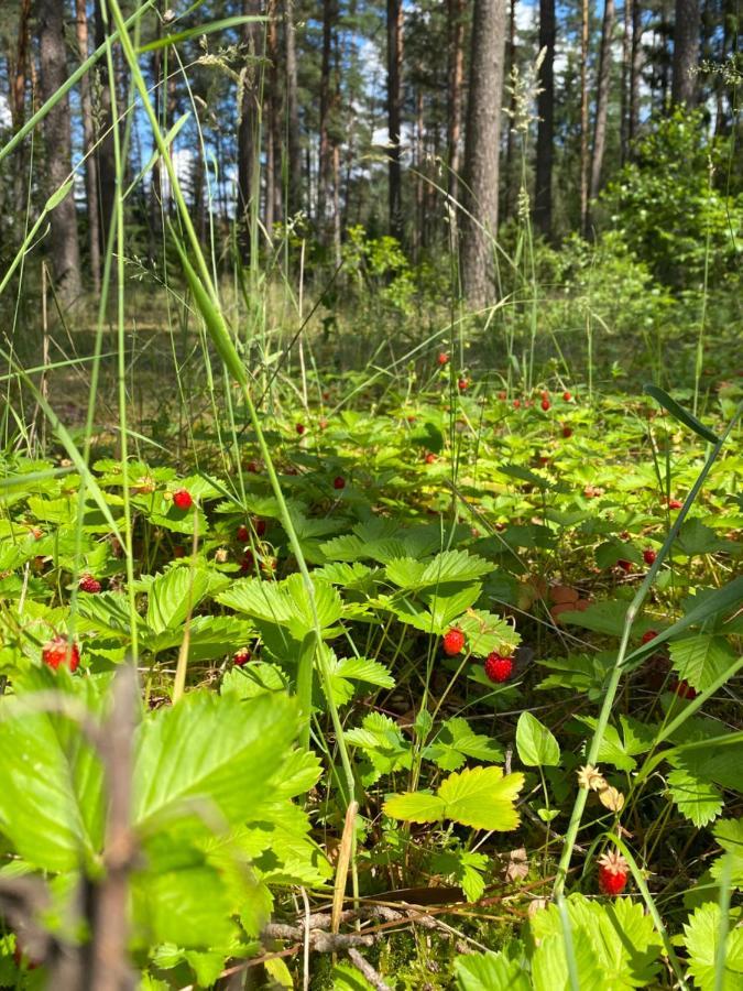 Vila Rojaus Slenis Druskininkai Exteriér fotografie
